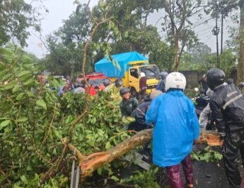 Hujan Desar Disertai Angin Kencang Tumbangkan Puluhan Pohon di Jalur Kalijati Subang