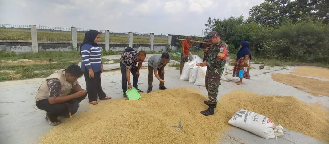 Babinsa Koramil 0507/Pabuaran Dampingi Serapan 20 Ton Gabah Petani di Patokbeusi