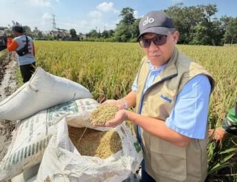 Tembus 67.418 Ton, Bulog Subang Pastikan Stok Beras Aman