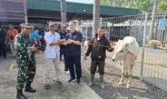 Sambut Hari Raya Idul Adha 1447 H, PT TKG Taekwang Indonesia Salurkan 17 Hewan Kurban