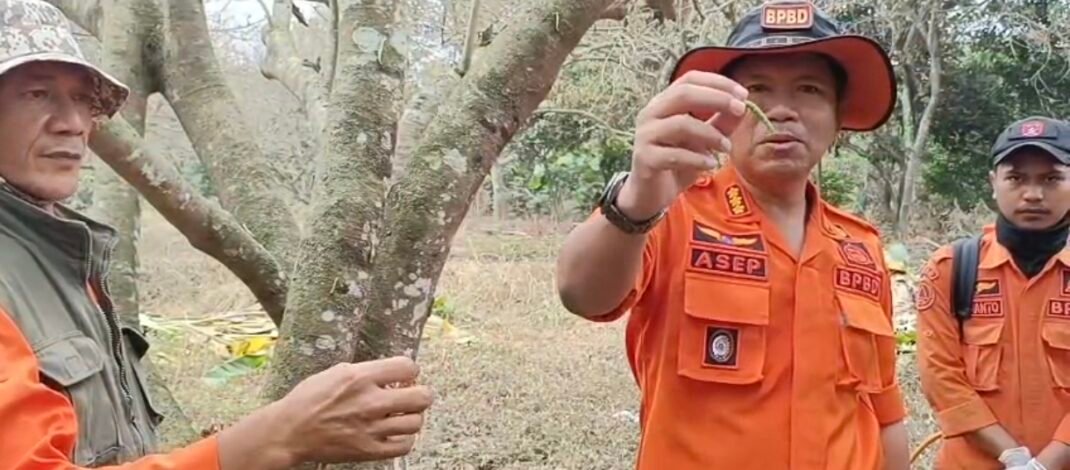 Ulat Bulu Mengganas di Cikaum Subang, Teror Makhluk Berbulu ini Serang 15 Hektare Perkebunan Rambutan Milik Warga, Satu Pohon Semalam Bisa Habis Daunnya