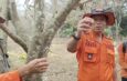 Ulat Bulu Mengganas di Cikaum Subang, Teror Makhluk Berbulu ini Serang 15 Hektare Perkebunan Rambutan Milik Warga, Satu Pohon Semalam Bisa Habis Daunnya