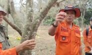 Ulat Bulu Mengganas di Cikaum Subang, Teror Makhluk Berbulu ini Serang 15 Hektare Perkebunan Rambutan Milik Warga, Satu Pohon Semalam Bisa Habis Daunnya