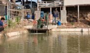 Jaga Ekosistem Sungai Cilamatan, Kodim Subang Tebar Benih Ikan