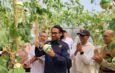 Terapkan Metode Teknologi Hidroponik Machida, Bapperida Subang dan POLSUB Kembangkan Budidaya Melon di Desa Dayeuhkolot Sagalaherang