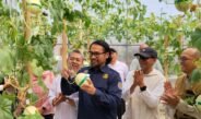 Terapkan Metode Teknologi Hidroponik Machida, Bapperida Subang dan POLSUB Kembangkan Budidaya Melon di Desa Dayeuhkolot Sagalaherang
