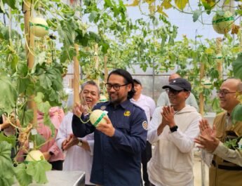 Terapkan Metode Teknologi Hidroponik Machida, Bapperida Subang dan POLSUB Kembangkan Budidaya Melon di Desa Dayeuhkolot Sagalaherang