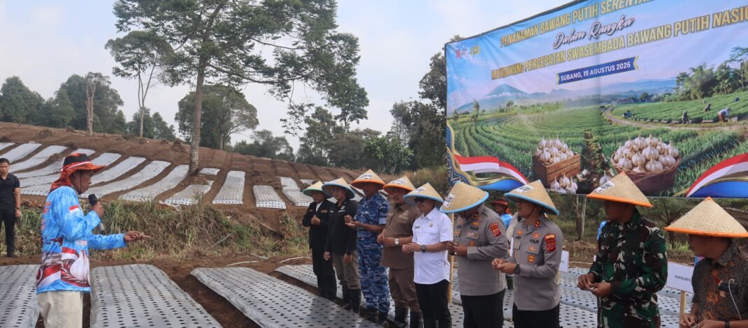 Tersebar di 17 Provinsi, Polri Raih Rekor MURI Tanam Bawang Putih Serentak di Lahan Terluas, di Jawa Barat, Wakapolda Bersama Wabup Agus Masykur Tanam Bawang di Pegunungan Ciater Subang