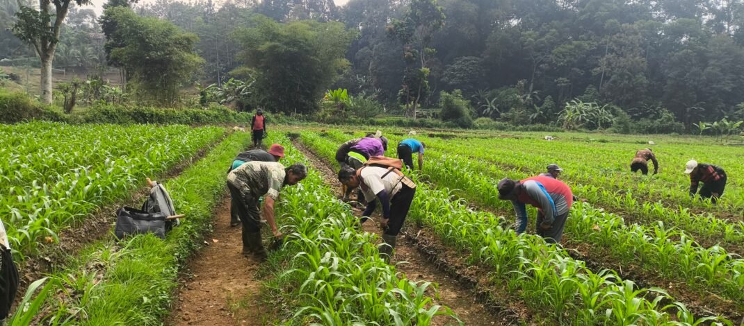 Kotoran Sapi Jadi Pupuk Organik Bernilai Tinggi, Demplot Jagung Tumbuh Subur di Kp. Cinengah, Kang Endang : Ini Jadi Langkah Memperkuat Ketahanan Pangan
