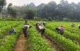 Kotoran Sapi Jadi Pupuk Organik Bernilai Tinggi, Demplot Jagung Tumbuh Subur di Kp. Cinengah, Kang Endang : Ini Jadi Langkah Memperkuat Ketahanan Pangan