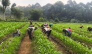 Kotoran Sapi Jadi Pupuk Organik Bernilai Tinggi, Demplot Jagung Tumbuh Subur di Kp. Cinengah, Kang Endang : Ini Jadi Langkah Memperkuat Ketahanan Pangan