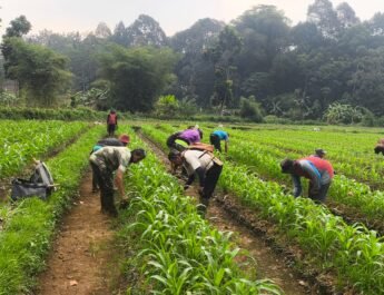Kotoran Sapi Jadi Pupuk Organik Bernilai Tinggi, Demplot Jagung Tumbuh Subur di Kp. Cinengah, Kang Endang : Ini Jadi Langkah Memperkuat Ketahanan Pangan