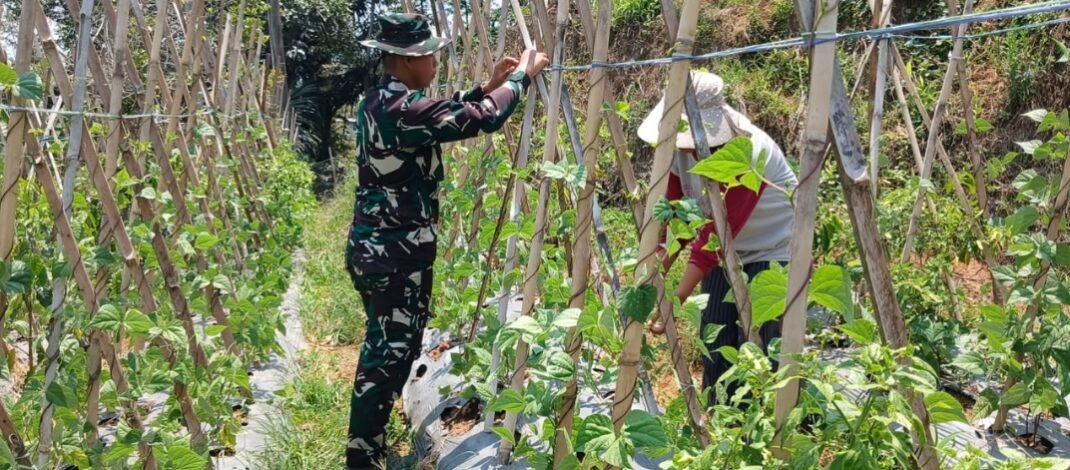 Satgas TMMD ke-130 Bantu Petani Rawat Tanaman Sayuran di Cupunagara