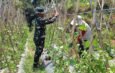 Satgas TMMD ke-130 Bantu Petani Rawat Tanaman Sayuran di Cupunagara