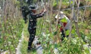 Satgas TMMD ke-130 Bantu Petani Rawat Tanaman Sayuran di Cupunagara